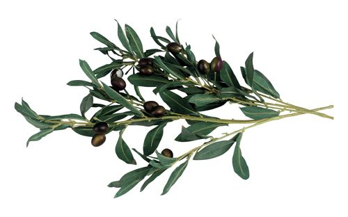  c   Accentra  "Olive" 